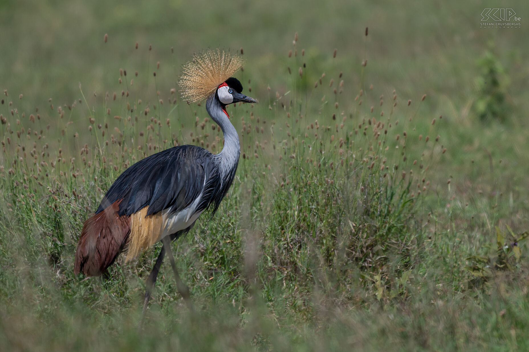 Solio - Grijze kroonkraanvogel Grey crowned crane / Balearica regulorum Stefan Cruysberghs